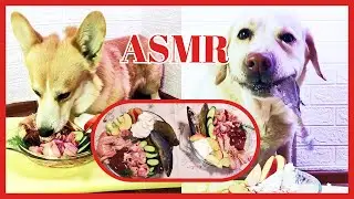 Labrador and Corgi: each one eats in his own way. ASMR