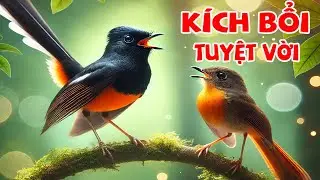 💥Tiếng Chòe lửa kích lửa DÌU BỔI HÓT NHANH RA GIỌNG  Kích chòe lửa hót nhiều giọng hay.chòe lửa hót.