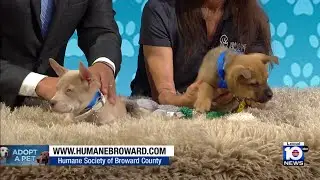 2 Broward pups in need of loving homes