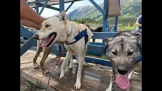 Step into the Yukon and Sled Dog Tour!
