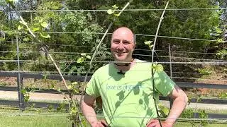 Intro to Grape Vine Cane Pruning #2