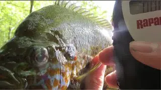 CATCHING MONSTER SUNFISH in ULTRA CLEAR WATER PB BROKEN!!! (Irvington reservoir fishing)