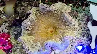Carpet Anemone Sunlight/LED
