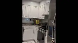 Cat steals chips. Funny cat #cat #cats #shortvideo #catvideos #catsofyoutube #catlover #shorts