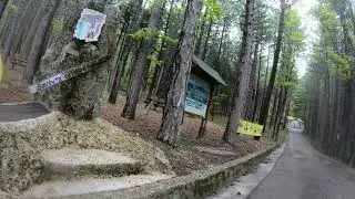 Marco Pantani. Road cycling/Climbing Monte Carpegna the training climb for Marco Pantani 4 of 7