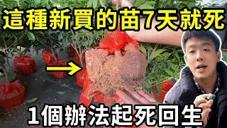 桂花种不活？全因你买到了这种苗！1个办法让它起死回生、逆天改命【禅艺绿植工作室】