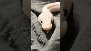 Snek #snake #noodle #boop #beautiful