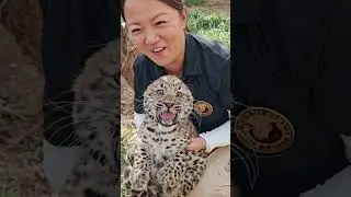 🐆 WOW!!!, this little leopard cub is absolutely fierce!!!😂😂 #adorable #zoo #leopard  #leopardcub