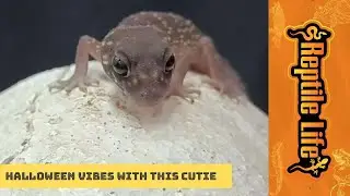 Thick Tail Gecko | Reptile Life Ferntree Gully