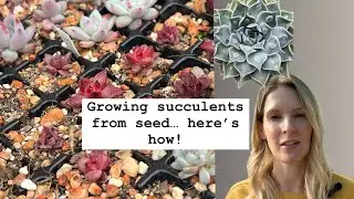 The most successful seed growing method for echeveria / I Grew Succulents From Seed - Here's How