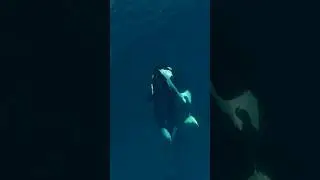 The Cooperative hunting Strategies of Orcas (killer whales). #seaanimals