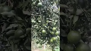 citrus harvest # short