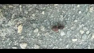 Formiga Tanajura I&ccedil;&aacute;/Nome Ci&ecirc;nt&iacute;fico:(Atta cephalotes) [Ler Descri&ccedil;&atilde;o]