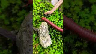 Red Millipede ~ merantau kenegri sebelah#kakiseribu #millipede #animals