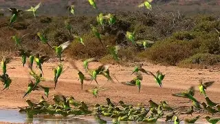 Parrots Birds Wild Animals Drinking Water & Watch What Animals Next! Wild Nature Sightings