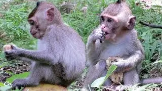 Monkey Dodo eat Coconut ,Monkey Yummy eat Corn -   primitive technology
