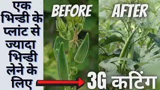 भिन्डी में 3G Cutting कैसे करें ।। फायदा या नुकसान ‍‍‍।। Complete 42 Days Update