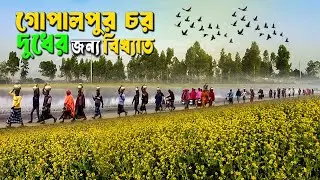 গোপারপুর চর সহ অন্যান্য চরের হাজার হাজার মন দুধ বিক্রি হয় যে হাটে। Famous  milk of gopalpur Char .