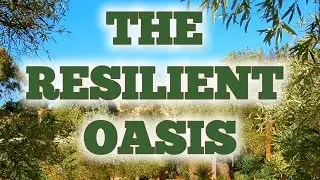 The Resilient Oasis: A Deep Dive into the Barrabool Maze Estate Gardens. @barraboolmazeestate