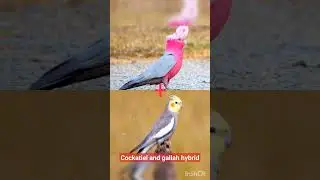 Cockatiel and gallah hybrid#parrot #parrot hybrid #gallah #cockatiel #mughani #hybrid