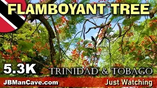 FLAMBOYANT TREE Red Flowering Tropical Tree Royal Poinciana Delonix Regia Flame Tree JBManCave.com