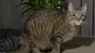 A Public Service Message Brought To You By My Cat Keanu