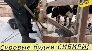 Как нам приходится поить быков в суровые морозы. Жизнь в Омской деревне.