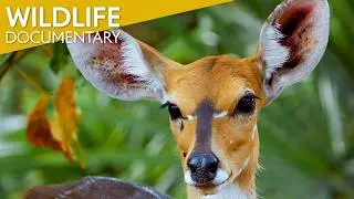 🌍 African Jungle: Mysteries of the Impenetrable Heart | Nature Documentary