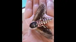 Rencontre avec le Sphinx du tro&egrave;ne !