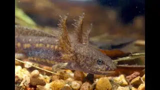 Marbled salamander spring dance