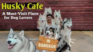 Husky Caf&eacute; Bangkok 🐾 | Cutest Thing to Do in Thailand | Travel Vlog