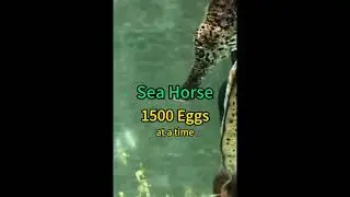 Animals that produces most eggs....... #fact #amazingfacts #interestingfacts#life&facts