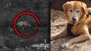 Drone Operator Reunites Lost Dog With Owner After Tornado