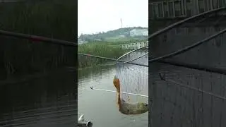 Платник .Корея