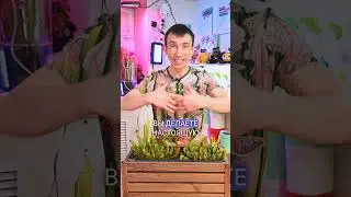 Композиция с хищными растениями в обычном деревянном ящике