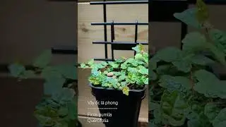 V&atilde;y ốc l&aacute; phong | Ficus pumila | Quercifolia