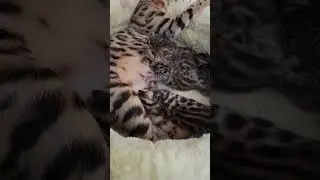 New Bengal Litter