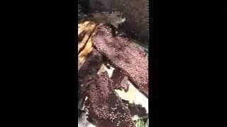 Honey Bee Swarm Relocation of A Large Hive from a Neighboring Farm