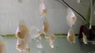 Blue diamond discus#discusbreeding#discusfish #discustank