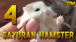 4 Sayuran yang baik dan sehat untuk Hamster dan cara pemberiannya