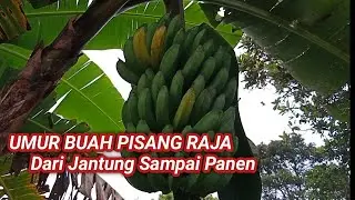 Umur Buah Pisang Raja Sejak Keluarnya Jantung Sampai Panen.