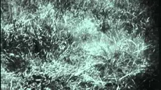 F-0791 The Adventure Parade: Lion and Tiger Fight