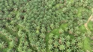 Drone flight over an oil palm plantation