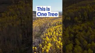 This 'Forest' Isn't What You Think