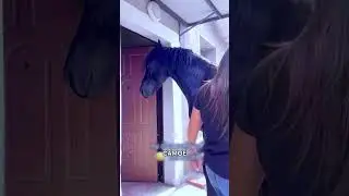 Каждое утро лошадь ждёт своего поцелуя! 🥰🐴