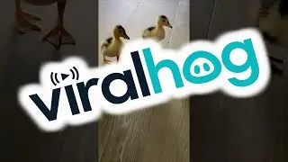 Unconventional Mama Duck Leads Her Young || ViralHog
