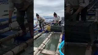 Aquaculture - Sea Cucumber Farming