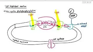 13-4 Light Dependent Reaction (Cambridge AS A Level Biology, 9700)