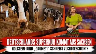Holstein-Rind ist Deutschlands Super-Kuh