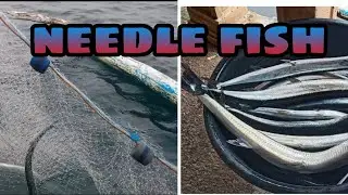 SOLO FISHING (NET FOR NEEDLE FISH) EPISODE 2!